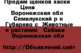 Продам щенков хаски › Цена ­ 10 000 - Воронежская обл., Семилукский р-н, Губарево с. Животные и растения » Собаки   . Воронежская обл.